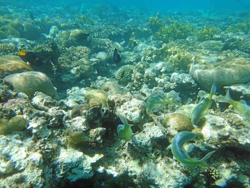 Coral Reef Reserve INPA