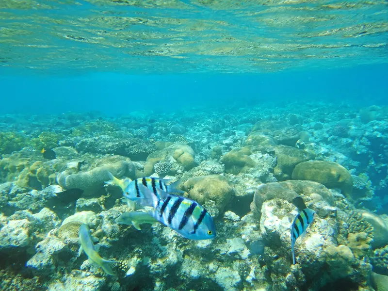 Coral Reef Reserve INPA