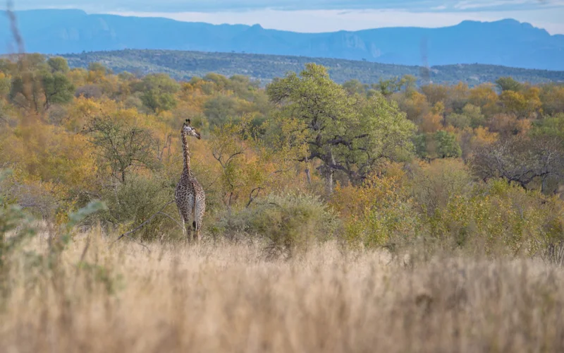 Giraffe and bushveld in Maseke, Greater Kruger