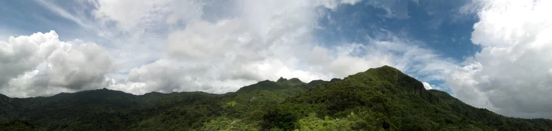 Green mountain canopy in El Yunque National Forest, Puerto Rico