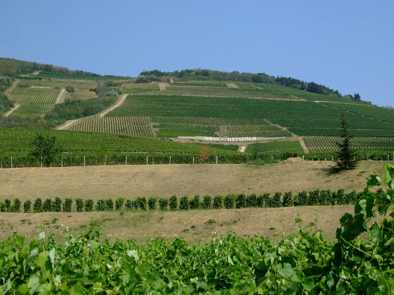 Hétszőlő vineyard slopes in Tokaj, Hungary