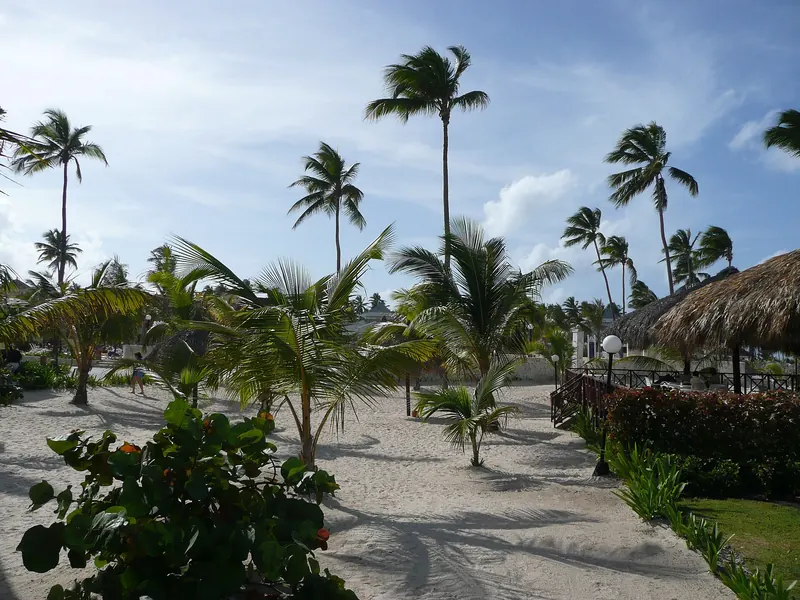 Vegetation on a beach in Punta Cana, Dominican Republic.