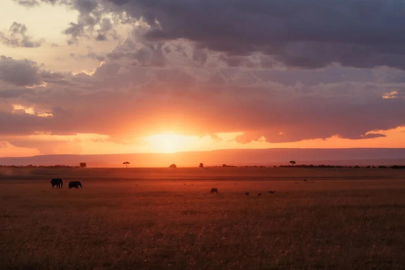Wildlife and open savannah in the Masai Mara at sunset